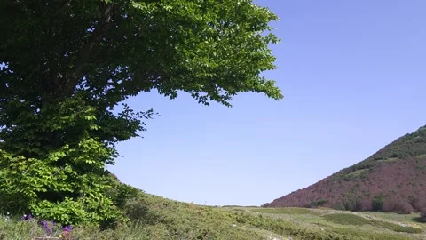 Light breeze on the tree Stock Footage 278314452