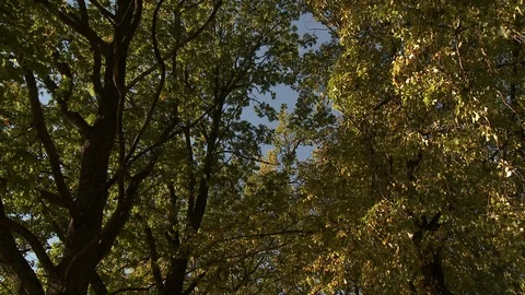 Light breeze in the trees Video stock 87116420