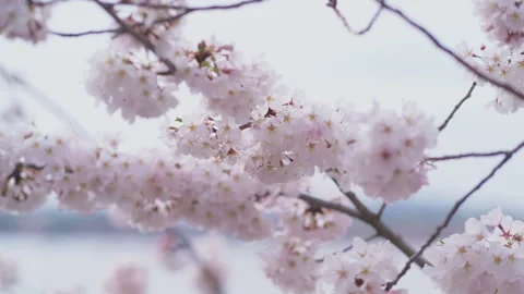 Light breeze in a Washington DC Cherry Blossom Tree Stock Footage 301918782