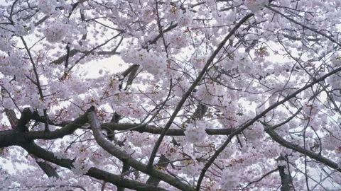 Light breeze in Washington DC Cherry Blossoms Stock Footage 301921247