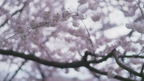 Light breeze in Washington DC Cherry Blossoms Stock Footage 301921574
