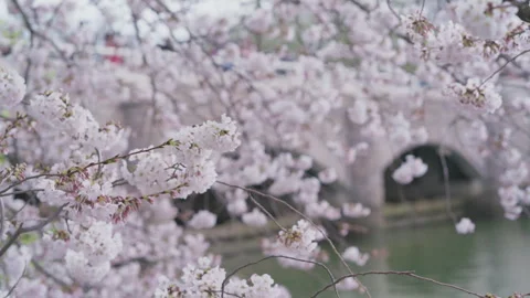 Light breeze in a Washington DC Cherry Blossom Tree Stock Footage 302471818