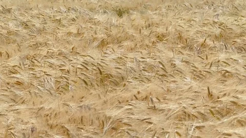 Light breeze on a wheat field, gently swaying ears of wheat Stock Footage 122769398