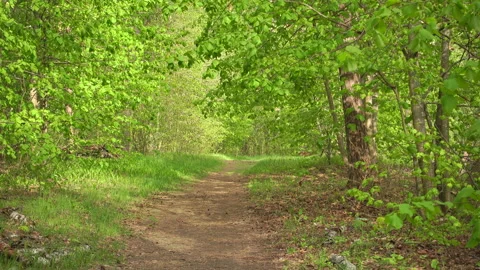 Light breeze wind in beautiful trees at sunny day. Qualitative 4k video. Stock Footage 134575699