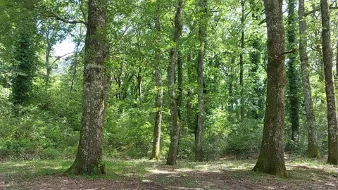 Light breeze in the woods 스톡 동영상 247392189