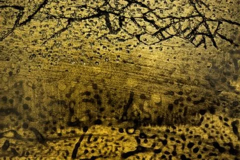 Light brown abstract texture with dark scratches, cracks and spots Stock Photos
