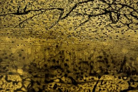 Light brown abstract texture with dark scratches, cracks and spots Stock Photos