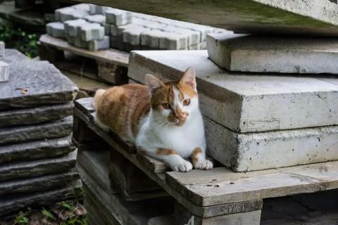 Light brown and white cat sitting on concrete stones in park Stock Photos