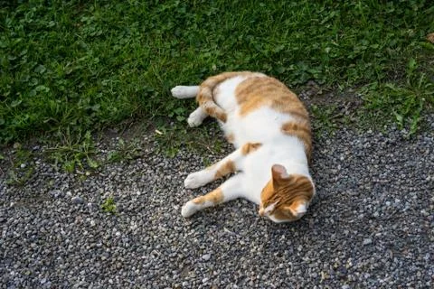 Light brown and white cat on stone pathway and meadow Photos