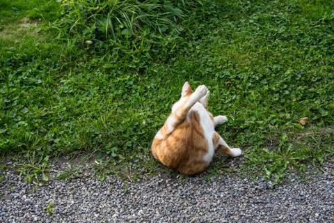 Light brown and white cat on stone pathway and meadow Stock Photos