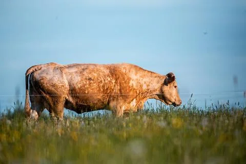 Light Brown and White Cow in a Grassy Field with Wildflowers Foto stock