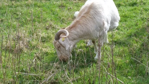 Light brown and white ram with curved horns and thick wool grazes Vídeo Stock 332137272