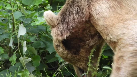 Light brown bear walking through forest grass - Wild Mammal and Large Carnivore Stock Footage 339729344