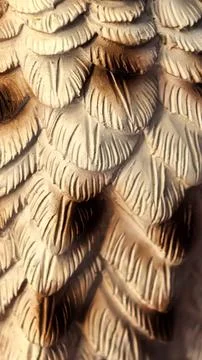 Light brown bird feathers soft texture macro detail Stock Photos