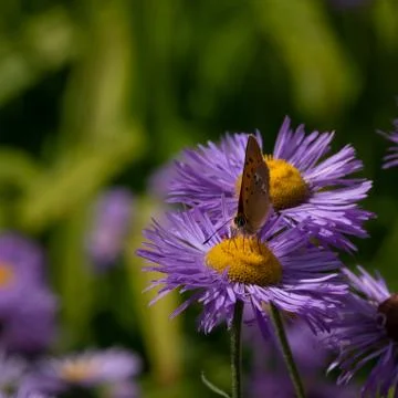 Light Brown Butterfly Stock Photos