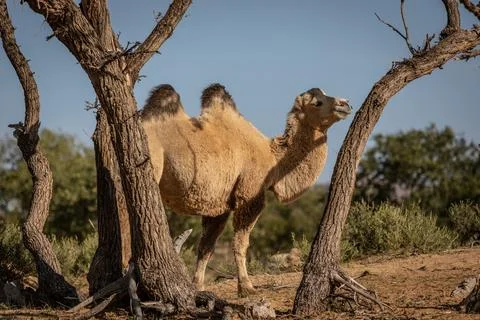 A light brown camel stands between two trees and roams through a green oasi.. Stock Photos