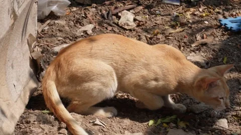 Light Brown Cat Alert 스톡 동영상 332574903