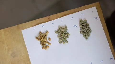 Light brown coffee beans arranged in piles on paper with numbers listed Stock Footage 240840838