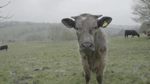Light brown cow in field Stock Footage 182597458