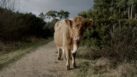Light Brown Cow Stock Footage 260814054