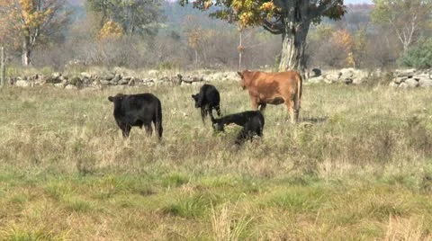 Light Brown Cow, HD Vidéo 10561687