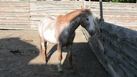 A light brown dapple horse stands calmly inside a fenced farm enclosure. 스톡 동영상 341771989