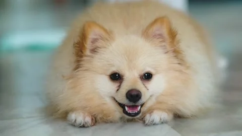 Light brown dog crying until the bruise in the eyes is black marks Stock Footage 135586041