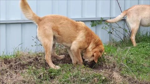Light brown dog digging a hole in the garden Vidéo 307495179