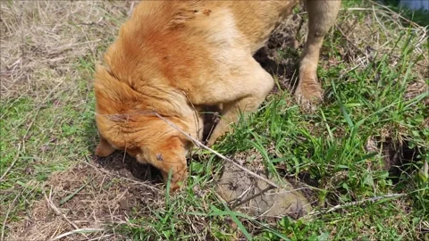 Light brown dog digging a hole in the backyard on a sunny day Vidéo 307495547