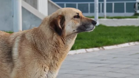 Light brown dog walking on sidewalk Vidéo 307865391