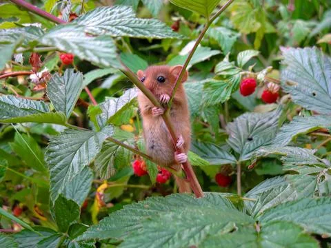 Light Brown Dormouse on Raspberry Branch in Lush Green Bush Stock Photos