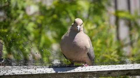 Light Brown Dove Looking Around on Wooden Fence Stock Footage 49969667