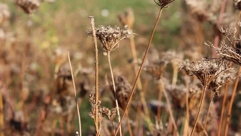 Light brown dried inflorescences moving in the wind during a sunny day. Video stock 119892348