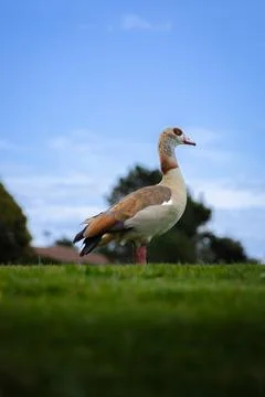 Light brown duck posing on grass Stock Photos