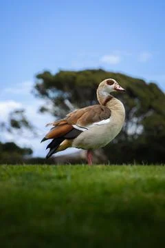 Light brown duck standing in the middle of a golf course Stock Photos