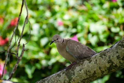 Light brown eurasian collared dove bird sitting on tree branch Stock Photos