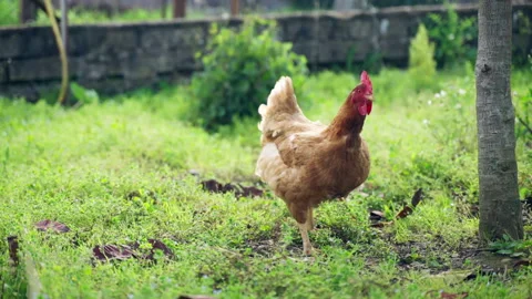 Light brown feather hen with beautiful red comb grazing on rustic yard near the Stock Footage 313065801