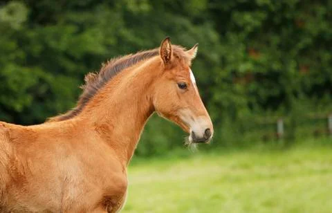 Light brown foal Stock Photos