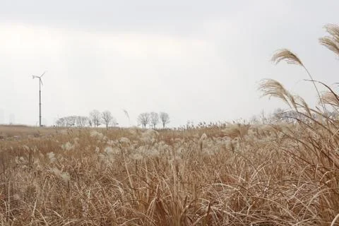 Light brown grass field in park scenery in winter Stock Photos