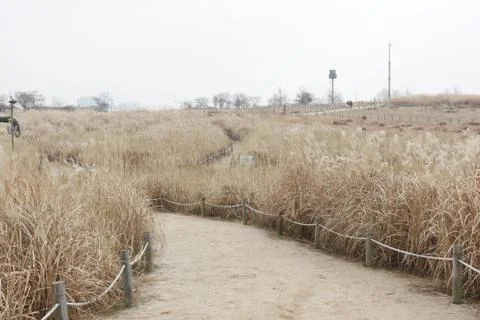 Light brown grass field with walkway in park scenery in winter Stock Photos