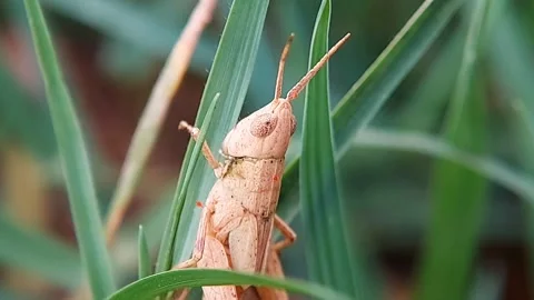 Light Brown Grasshopper (Oxya sp.) Camouflaged in Green Grass 4K Vídeos de archivo 318742090