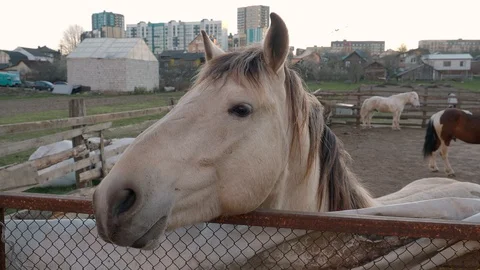 Light brown (gray) horse looking over the fence and sniffing Stock Footage 128977309