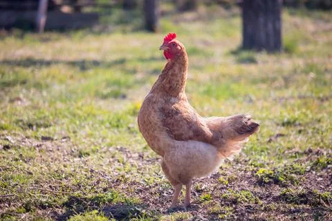 Light brown hen with a red comb in the garden Stock Photos