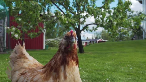 Light brown hen stares into camera, close up video in garden Stock Footage 194862794
