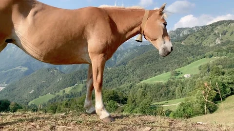 Light brown horse Stock Footage 162324563