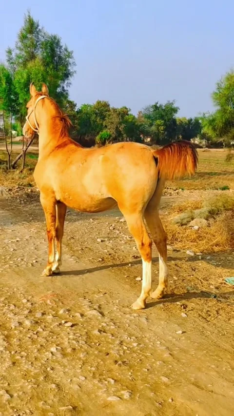 Light Brown Horse Looking Away on Countryside  Track. Vídeos de archivo 333910796