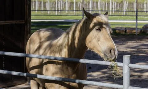 A light brown horse Stock Photos