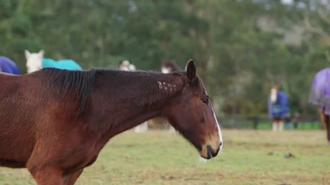 Light Brown Horse Walking Video stock 136355302
