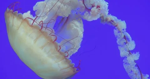 Light brown jellyfish gently drifting through deep blue underwater environment Stock Footage 307553683