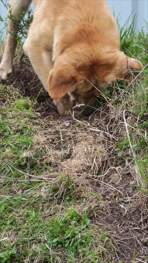 Light brown labrador retriever digging a hole in the ground Vidéo 307495923